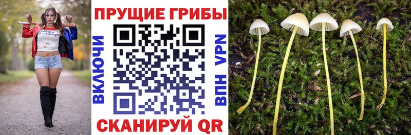 Галлюциногенные грибы Psilocybe  Петропавловск-Камчатский 